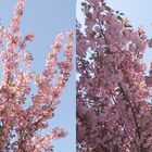 Zierkirschenblüten - 3D Kreuzblick