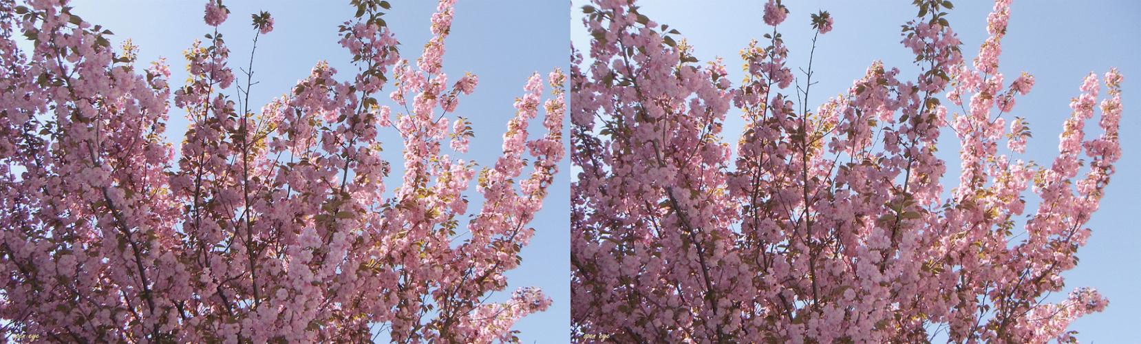 Zierkirschenblüten - 3D Kreuzblick