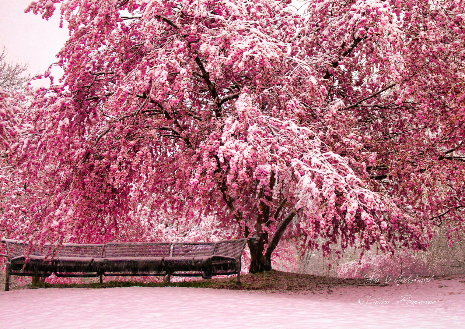 Zierkirschenblüten im Schnee