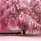 Zierkirschenblüten im Schnee