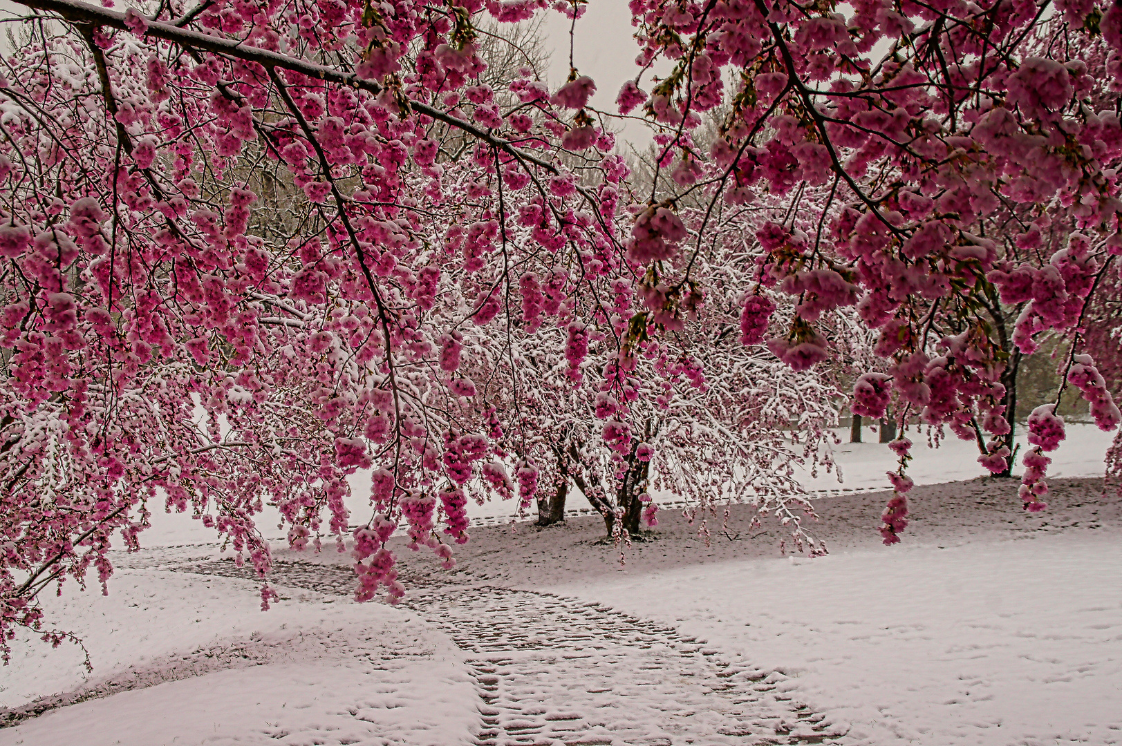 Zierkirschenblüten im Schnee