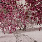 Zierkirschenblüten im Schnee