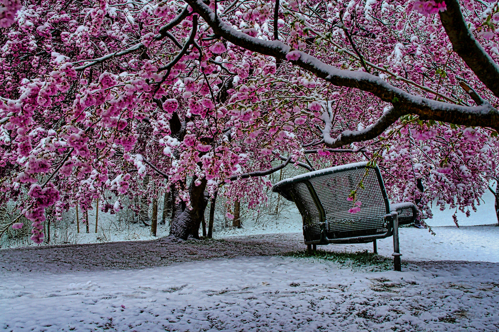 Zierkirschenblüten im Schnee