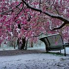 Zierkirschenblüten im Schnee