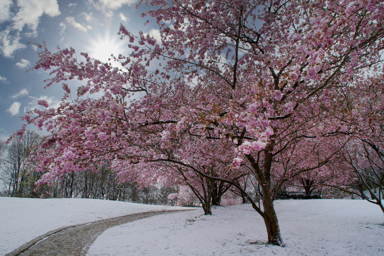 Zierkirschenblüten im Schnee