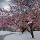 Zierkirschenblüten im Schnee