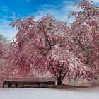 Zierkirschenblüten im Schnee