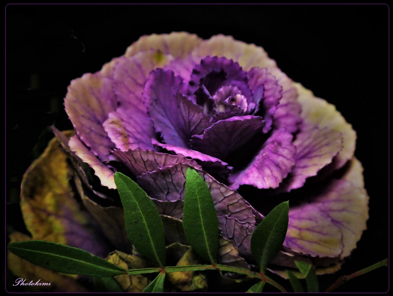 Zierkohl (Brassica oleracea var. acephala f. tricolor)