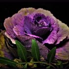 Zierkohl (Brassica oleracea var. acephala f. tricolor)