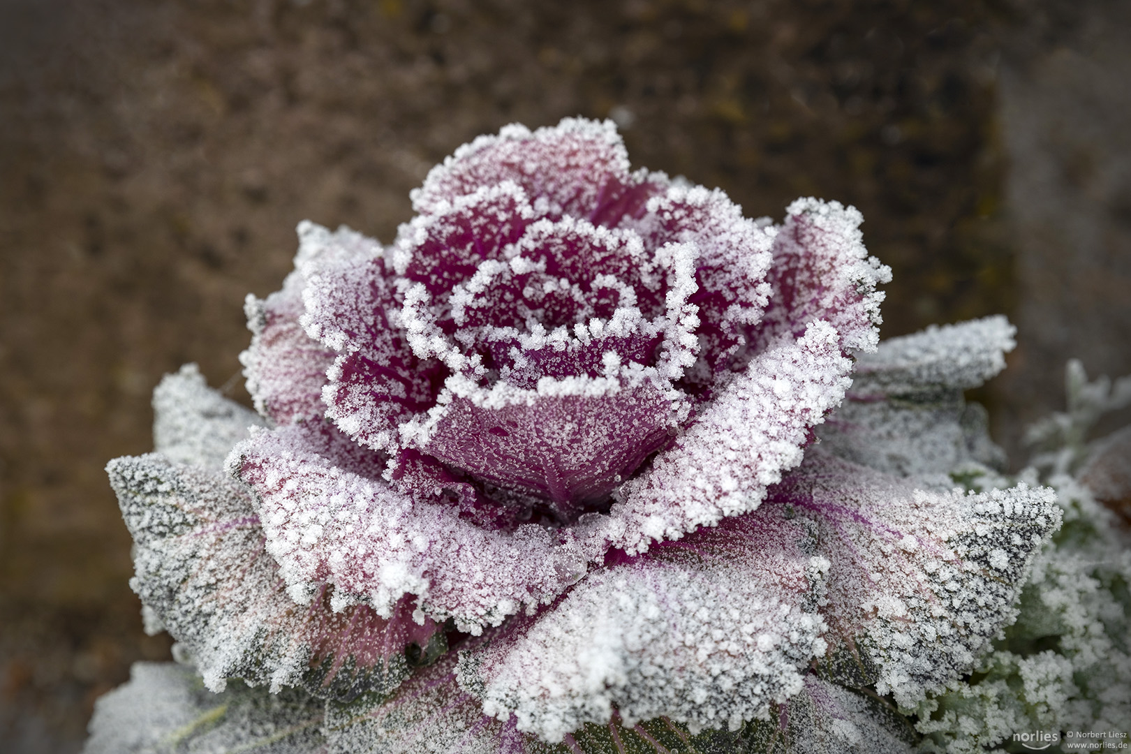 Zierkohl im Winter