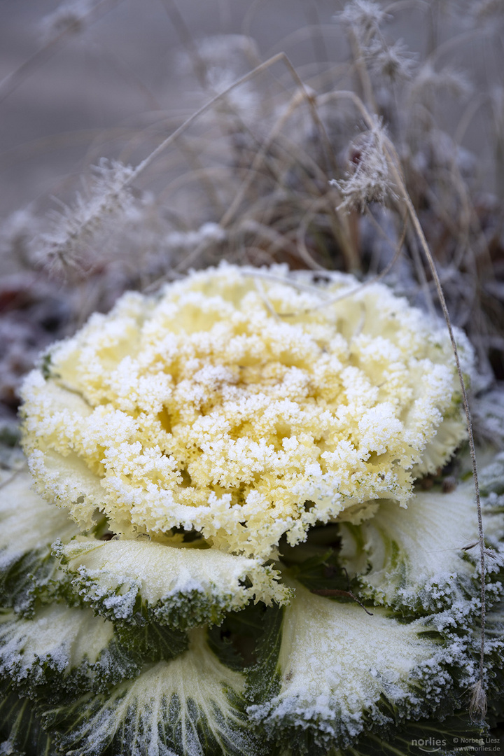 Zierkohl mit Raureif