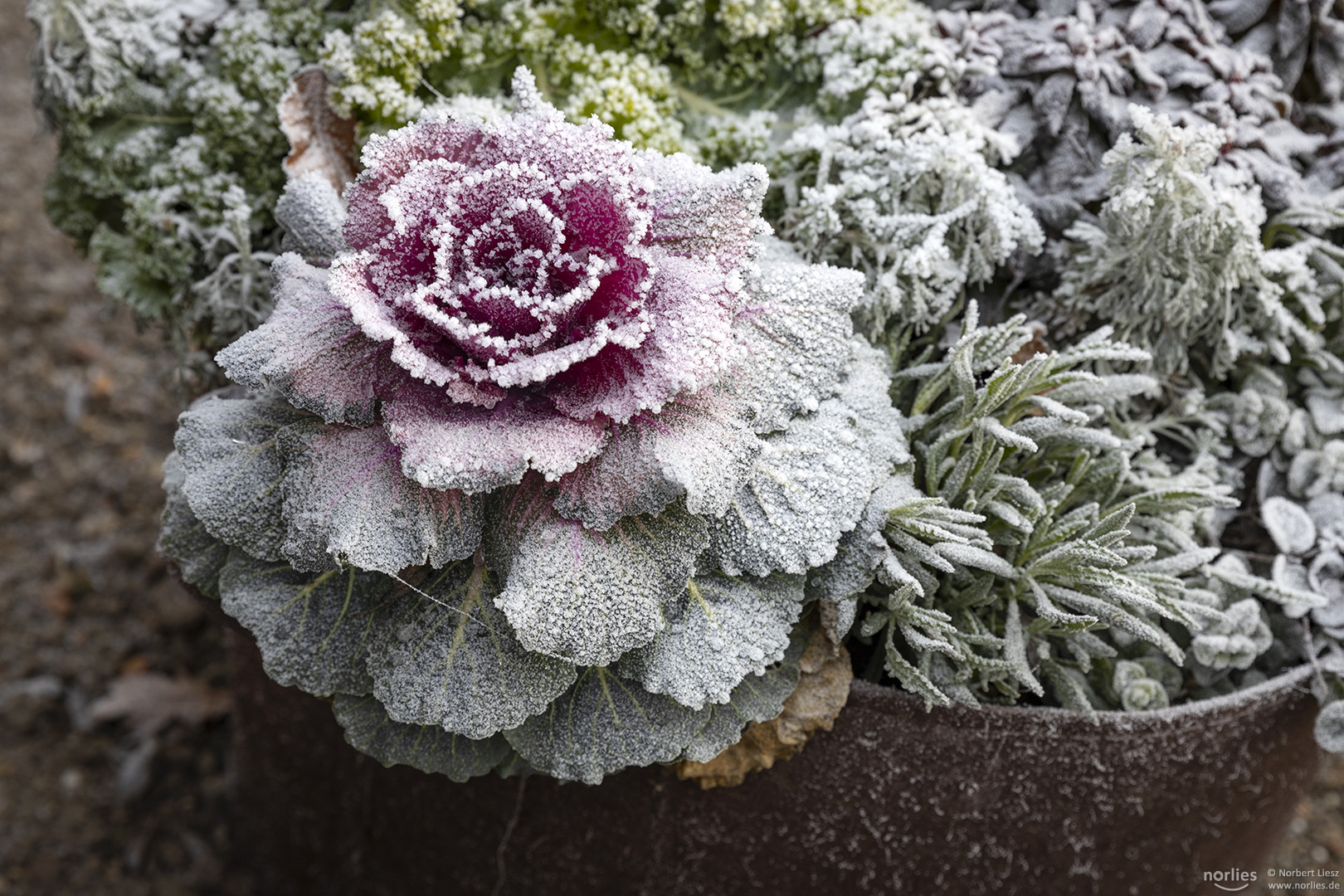 Zierkohl violet