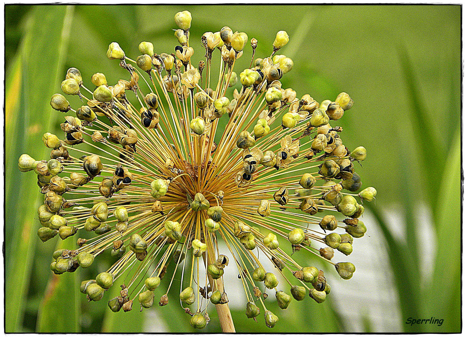 Zierlauch (Alium giganteum)