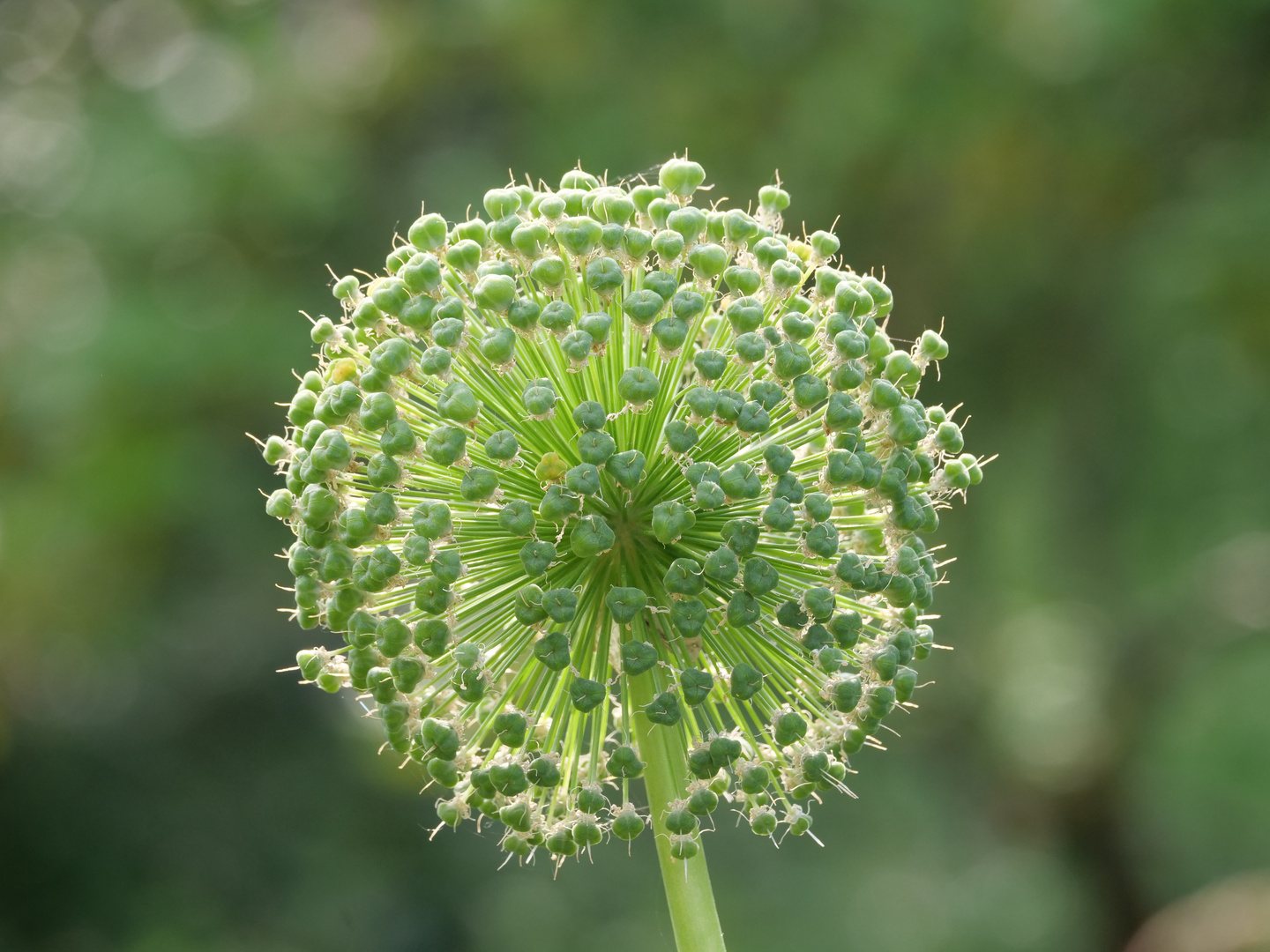 Zierlauch (Allium) 1