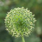 Zierlauch (Allium) 1