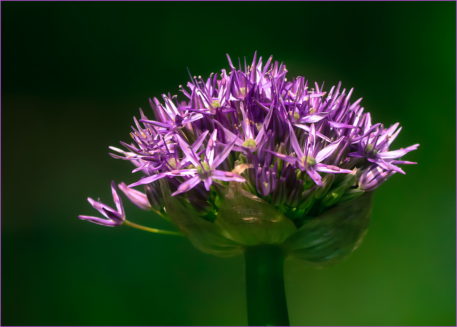 Zierlauch (Allium)