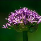 Zierlauch (Allium)