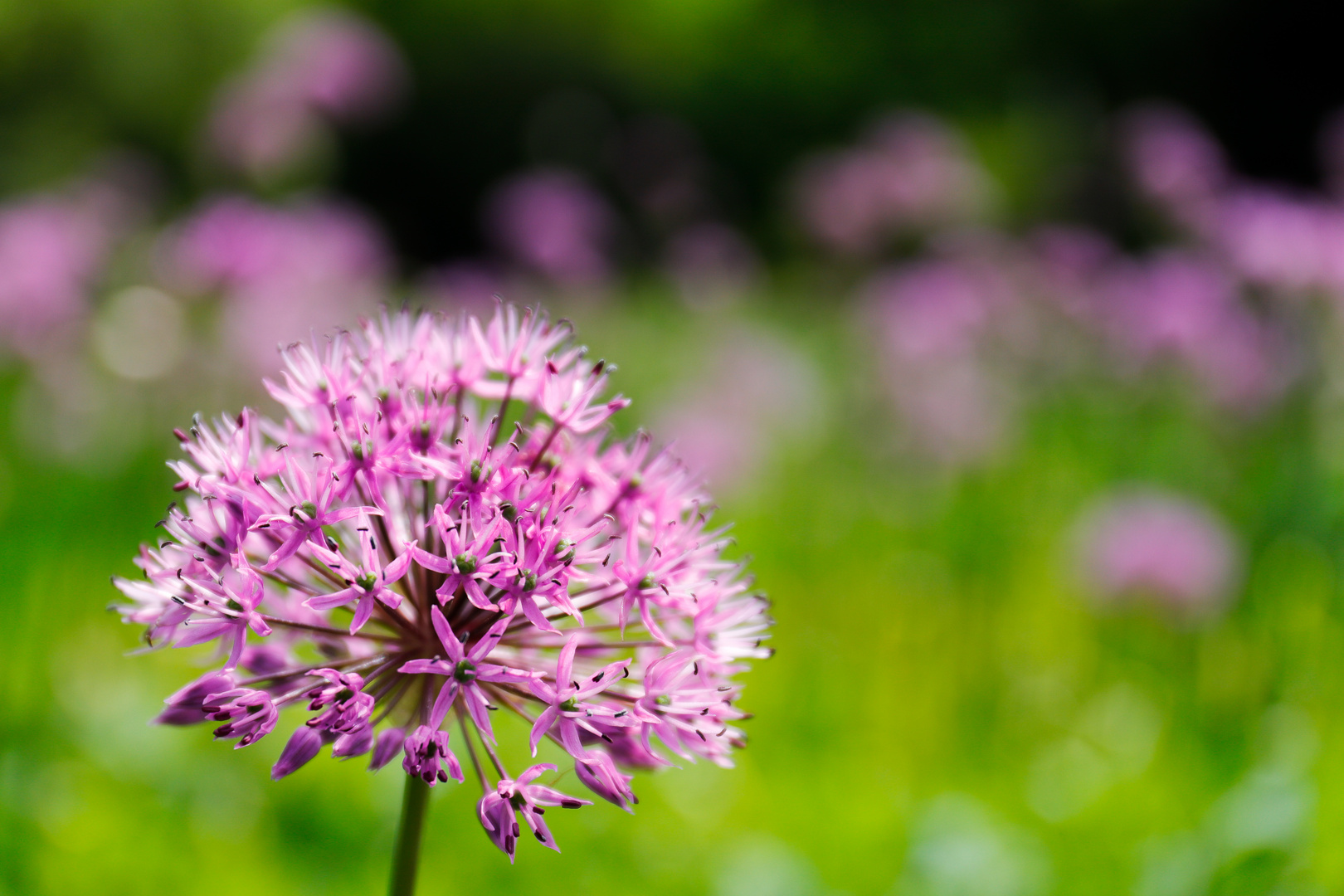 Zierlauch (Allium)