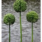 Zierlauch (Allium)