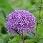 Zierlauch (Allium) 4