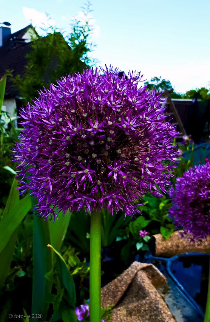 Zierlauch Allium