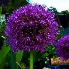 Zierlauch Allium