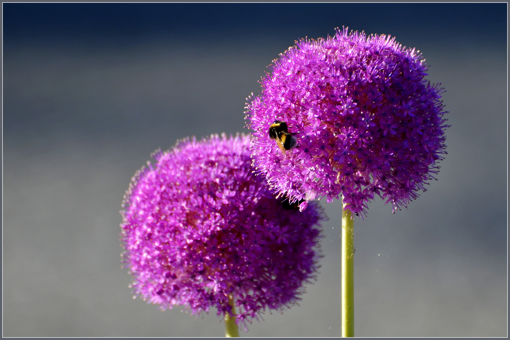 Zierlauch (Allium)