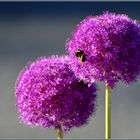 Zierlauch (Allium)