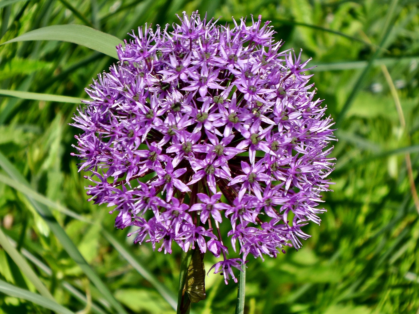 Zierlauch - Allium