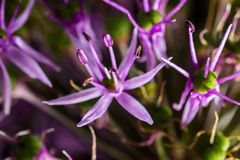 Zierlauch (Allium)