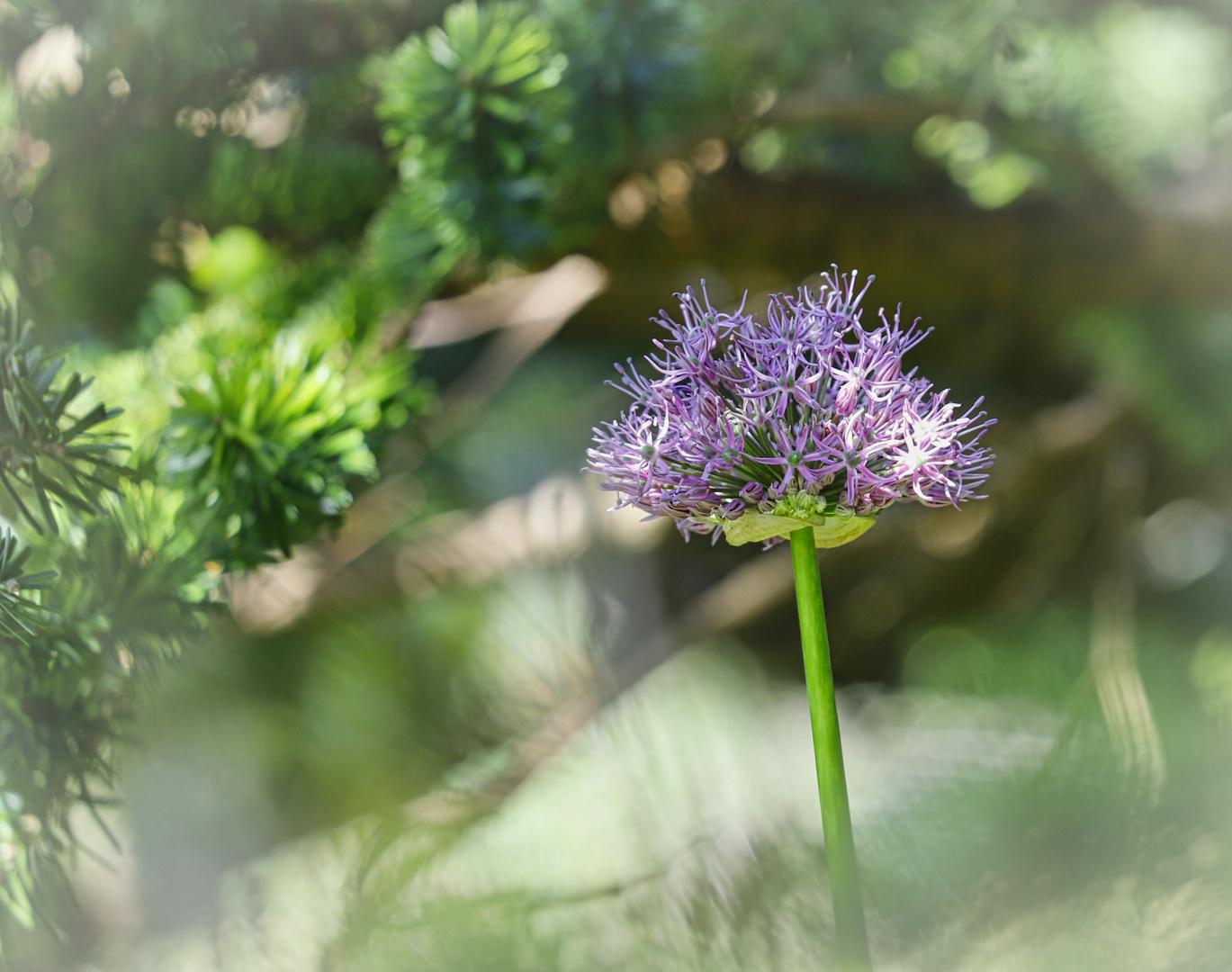 Zierlauch (Allium giganteum)