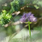 Zierlauch (Allium giganteum)