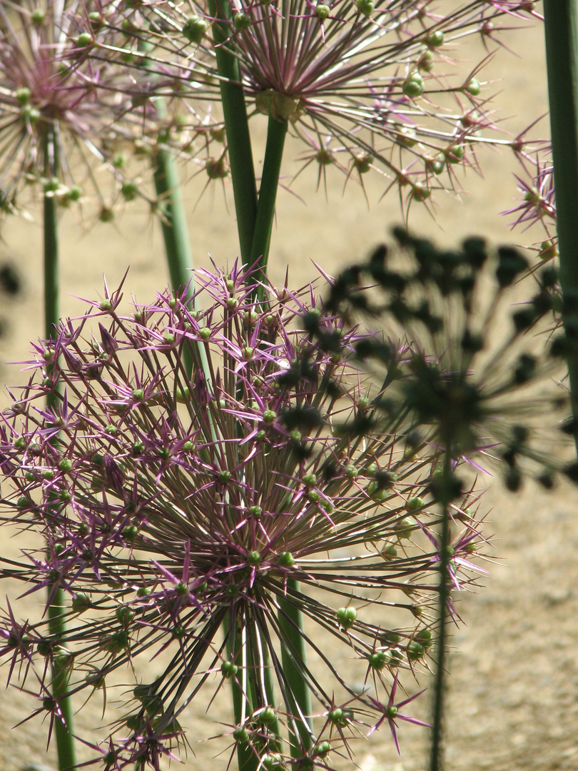  Zierlauch (Allium giganteum)