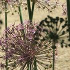  Zierlauch (Allium giganteum)