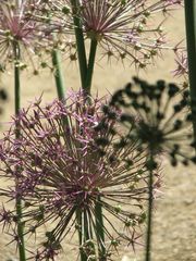  Zierlauch (Allium giganteum)