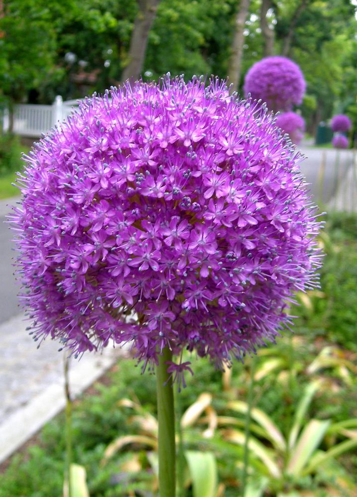 Zierlauch. Allium giganteum