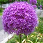 Zierlauch. Allium giganteum