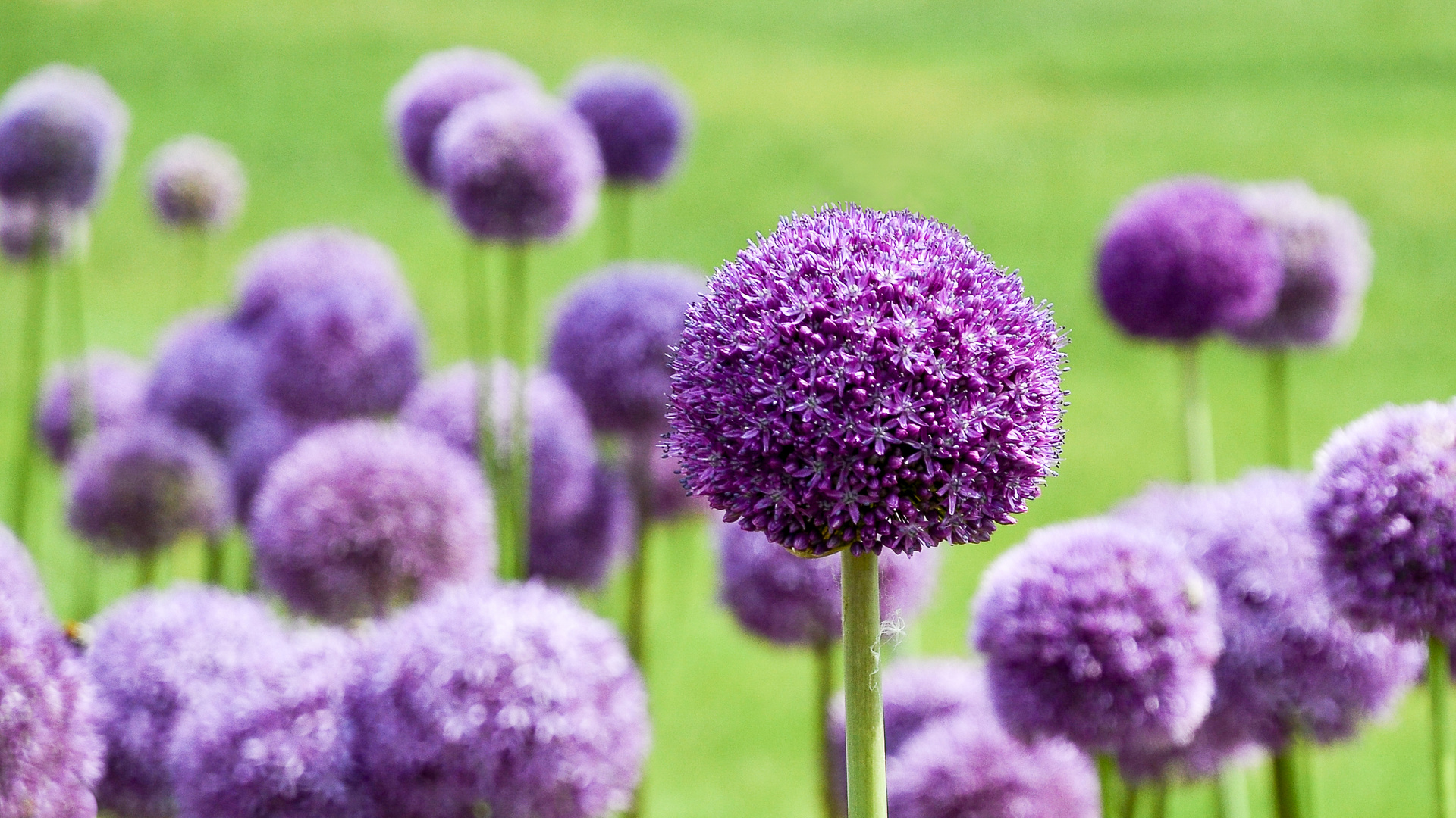 Zierlauch (Allium) _ re-edit