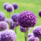 Zierlauch (Allium) _ re-edit