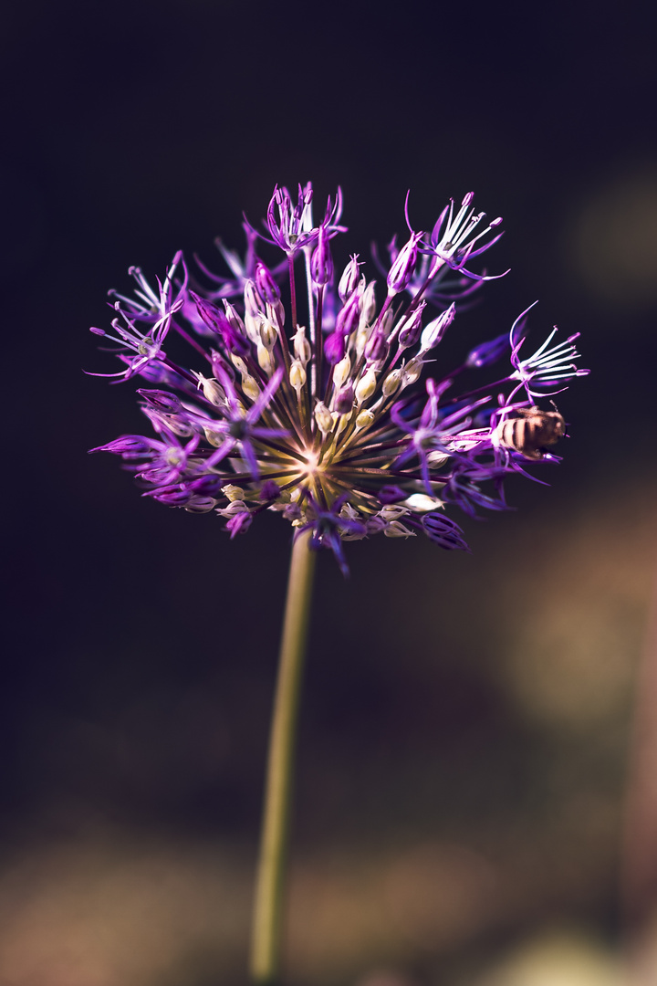 Zierlauch am Abend Foto &amp; Bild | jahreszeiten, frühling, natur Bilder ...