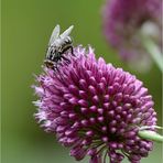 Zierlauch, bei Bienen (und Fliegen) sehr beliebt !