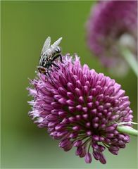 Zierlauch, bei Bienen (und Fliegen) sehr beliebt !