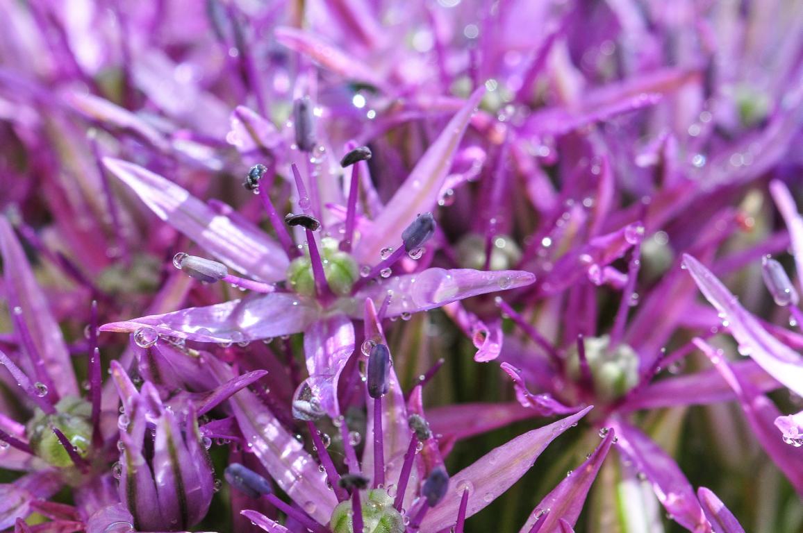 Zierlauch Blüte