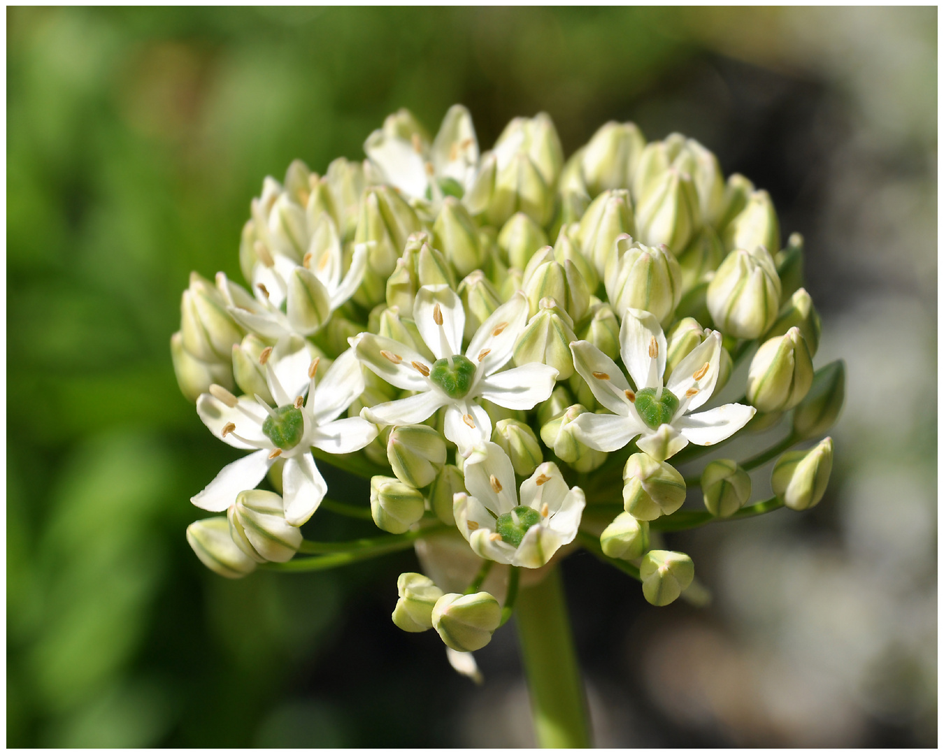 Zierlauch Foto & Bild frühling, natur, pflanzen Bilder auf