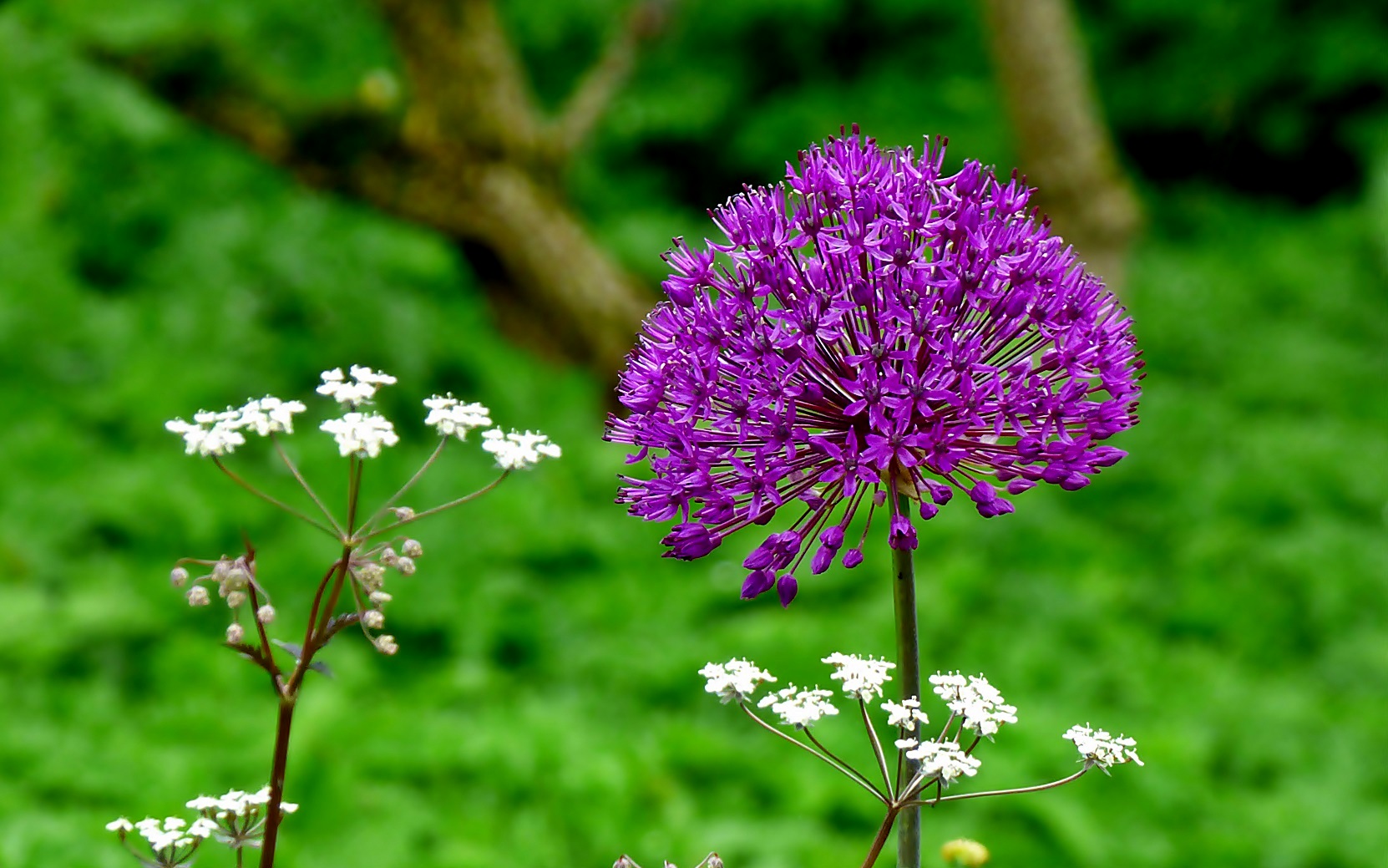 Zierlauch . . . . Foto & Bild natur, pflanzen, blüten Bilder auf