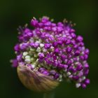 Zierlauch - Farbenfrohe Blütenkugel....