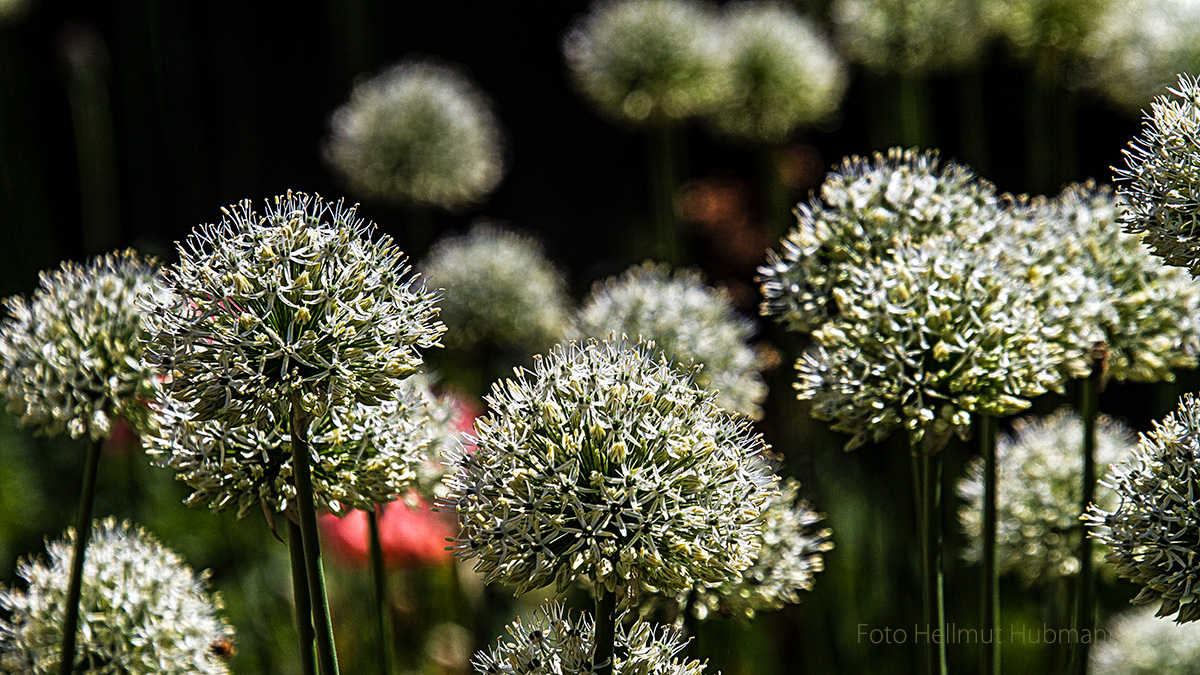 ZIERLAUCH IM FRÜHLING MIT VERSTECKTEM MOHN