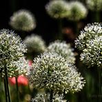 ZIERLAUCH IM FRÜHLING MIT VERSTECKTEM MOHN