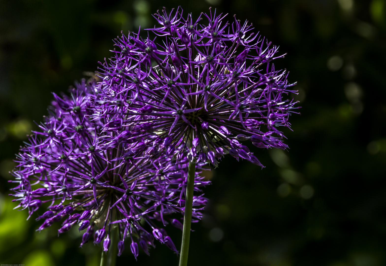 Zierlauch im Garten