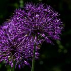 Zierlauch im Garten